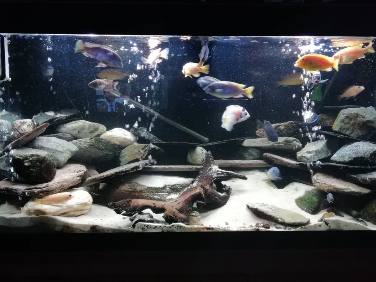 COLLBATH Self Adhesive Aquarium Background Sticker Tank
