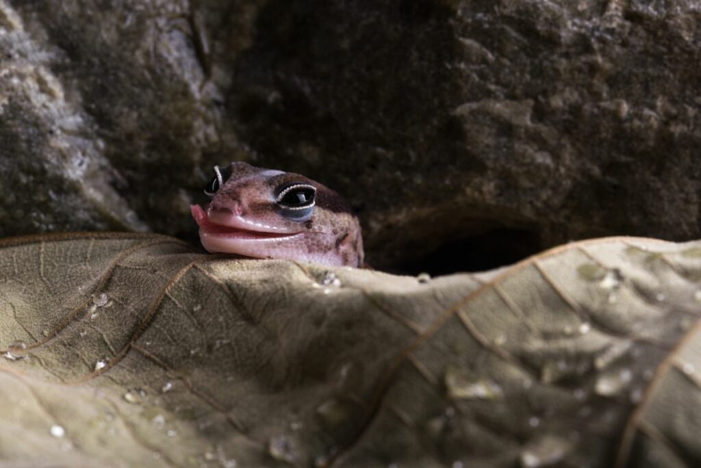 African Fat Tailed Gecko