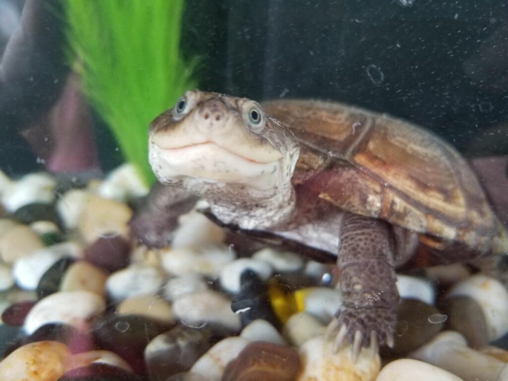 African Sideneck Turtles