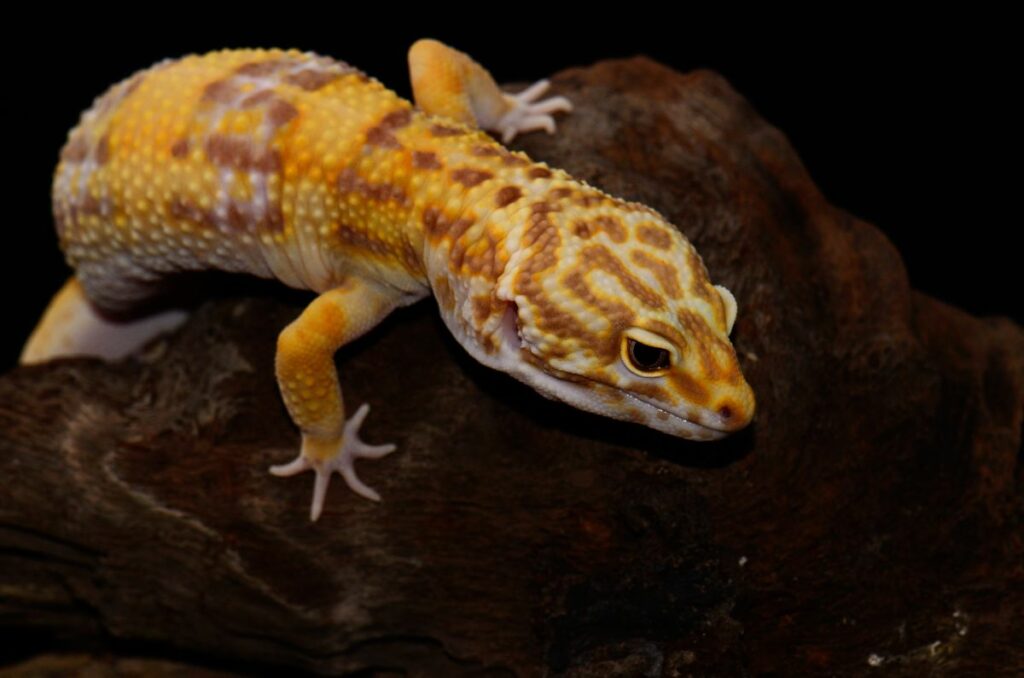 Albino Leopard Gecko