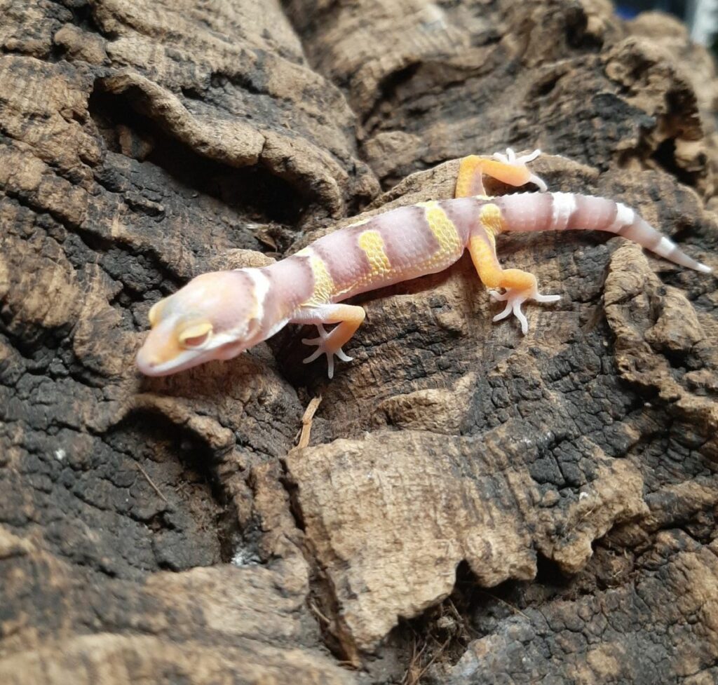 Albino Leopard Gecko Humidity