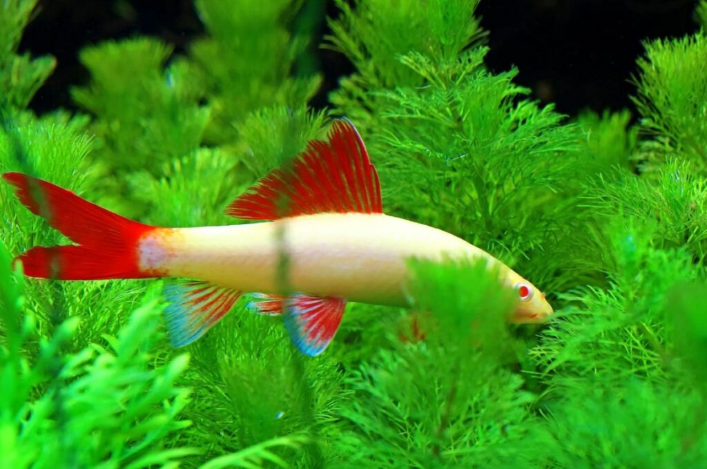 Albino Rainbow Shark