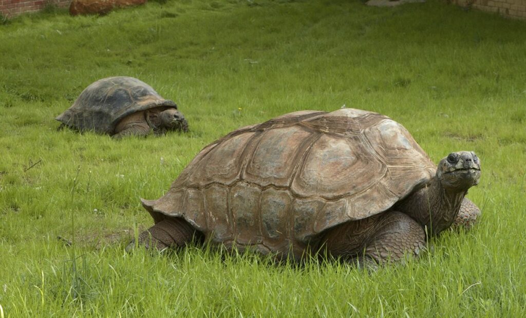 Aldabra Tortoise 