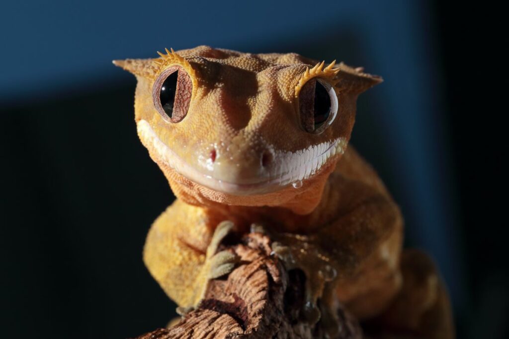 An In-Depth Crested Gecko Care Sheet