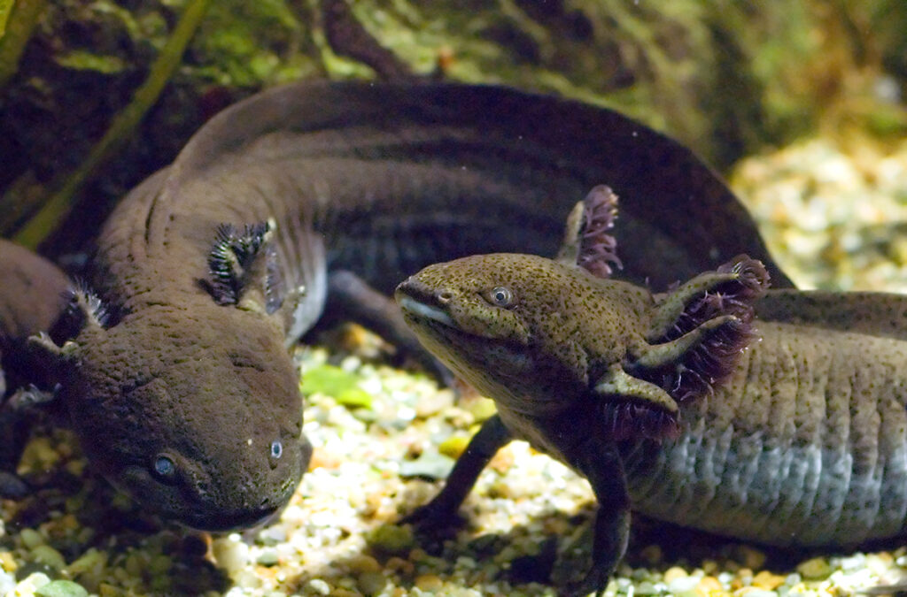 Black Axolotl 