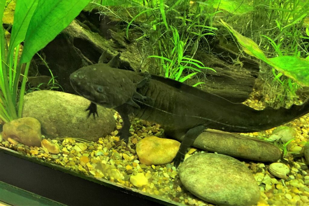 Black Axolotl Water Chemistry