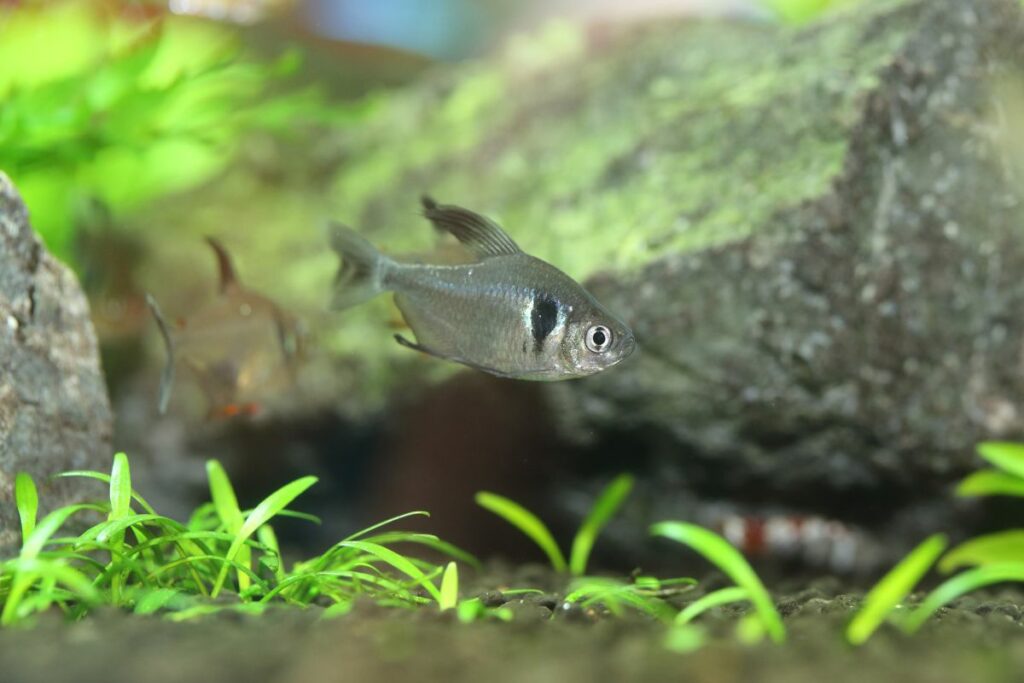 Black Phantom Tetra Care Guide: Tank Mates, Feeding, and Breeding