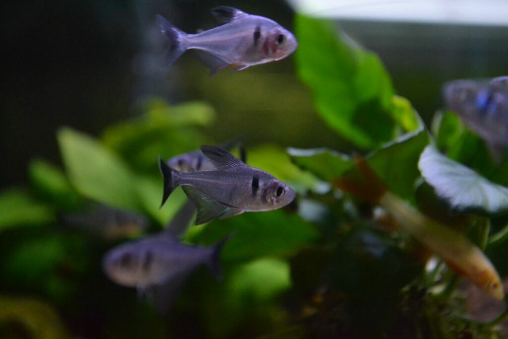 Black Phantom Tetra Size