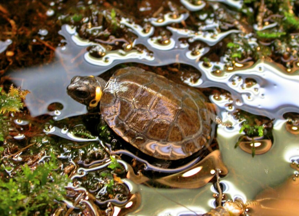 Bog Turtle Conclusion