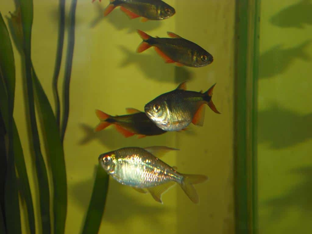 Breeding the Buenos Aires Tetra