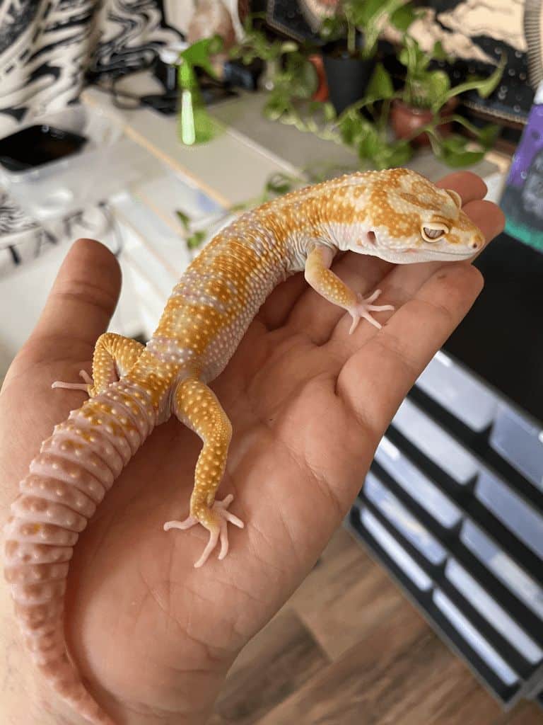 Caring for an Albino Leopard Gecko