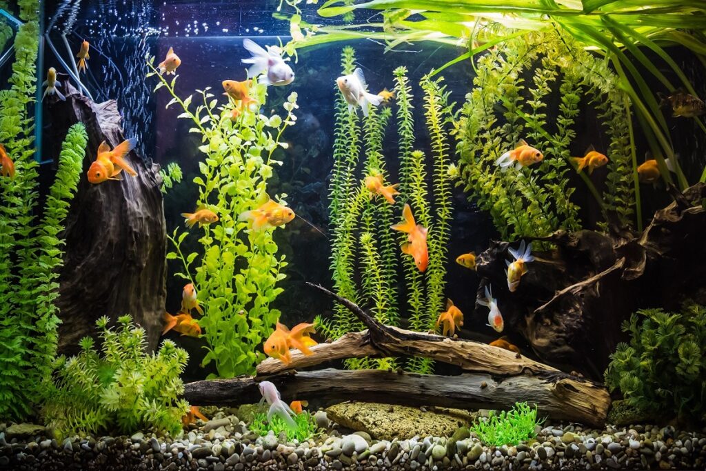 Coldwater Fish Tank