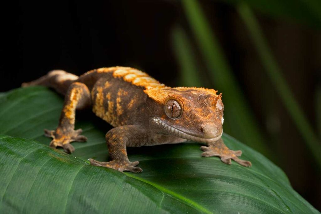 Crested Gecko Care Sheet