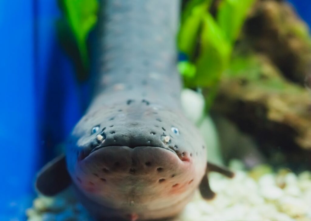 Do Electric Eels Make Good Pets