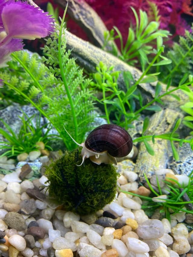 Do Mystery Snails Eat Aquarium Plants