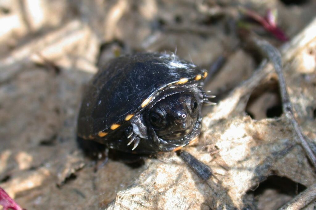 Eastern Mud Turtle Care 