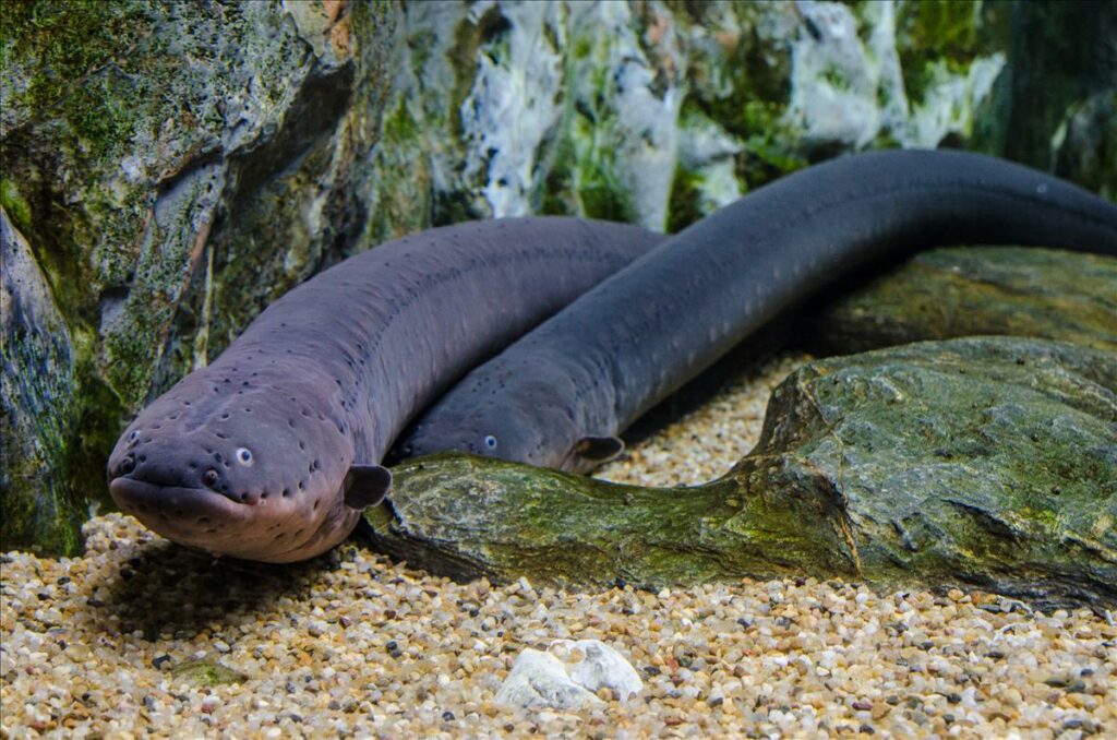 How Do Eels Reproduce in the Wild | Facts You Didn’t Know About the Eels Reproduce