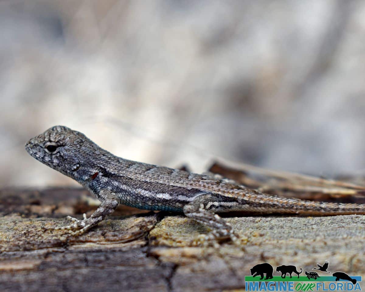 Florida Scrub Lizards Shocking Diet Revealed - 1gdat1k