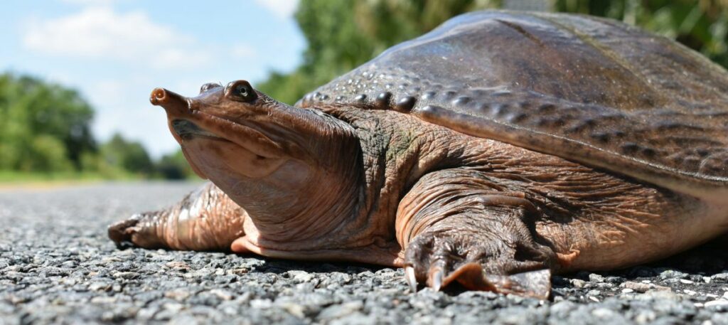 Florida Softshell Turtles