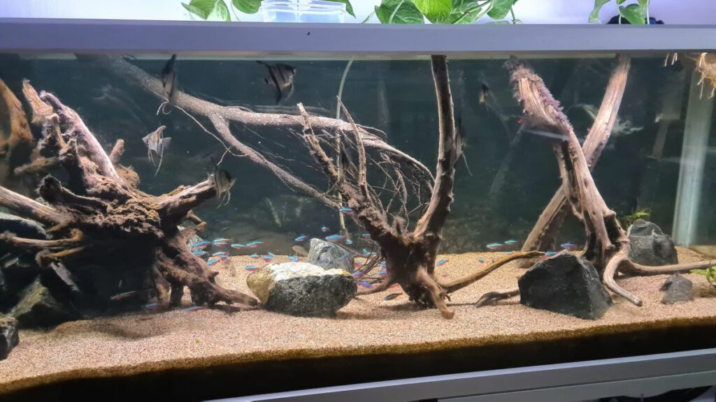 Freshwater Biotope Tank