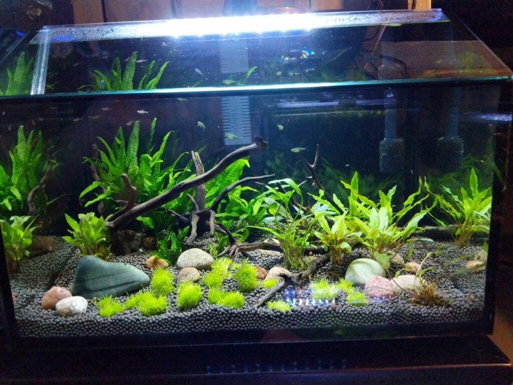Freshwater Shrimp Tank