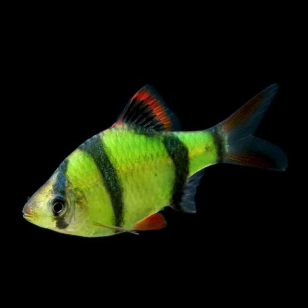 Glofish Barb