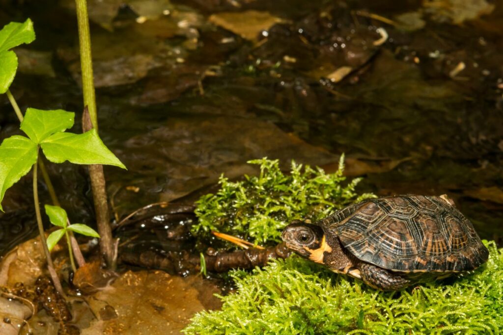 Glyptemys muhlenbergii