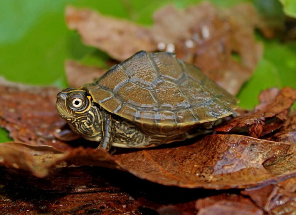 Graptemys pseudogeographica kohni