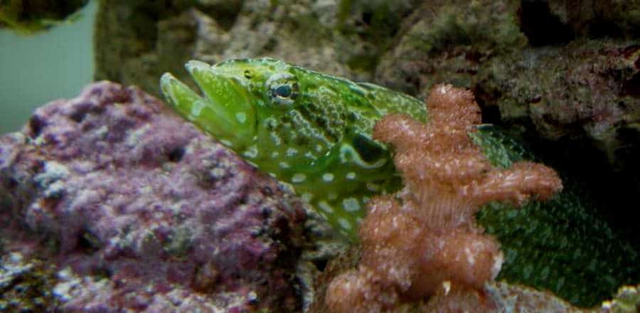 Green Wolf Eel Tank Mates