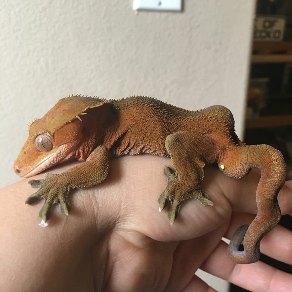 Handling Crested Geckos