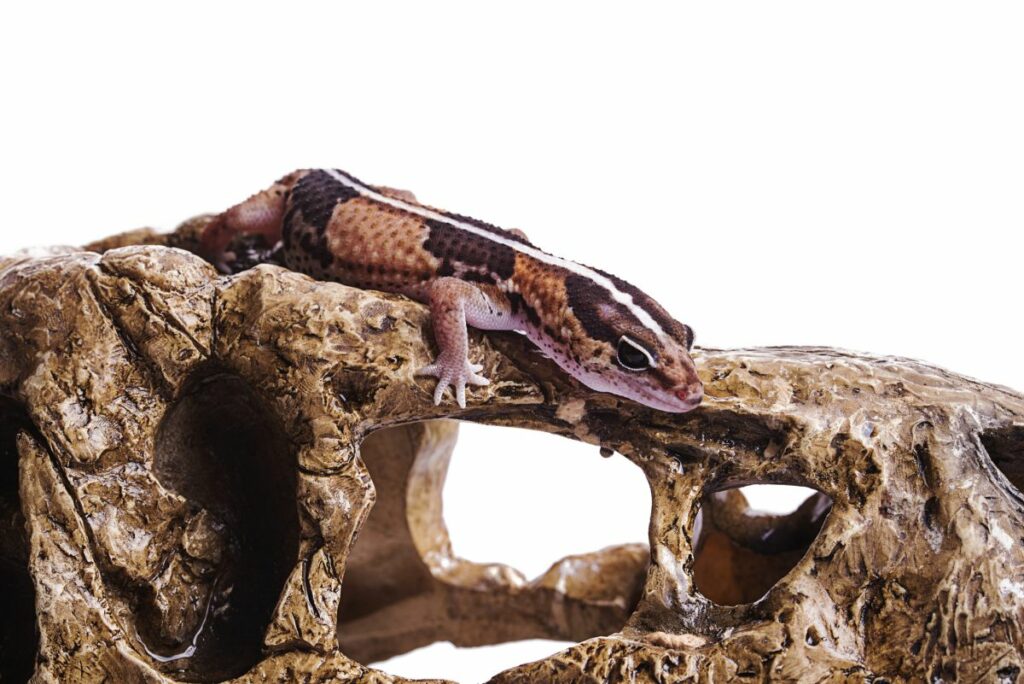 Handling a Fat Tailed Gecko