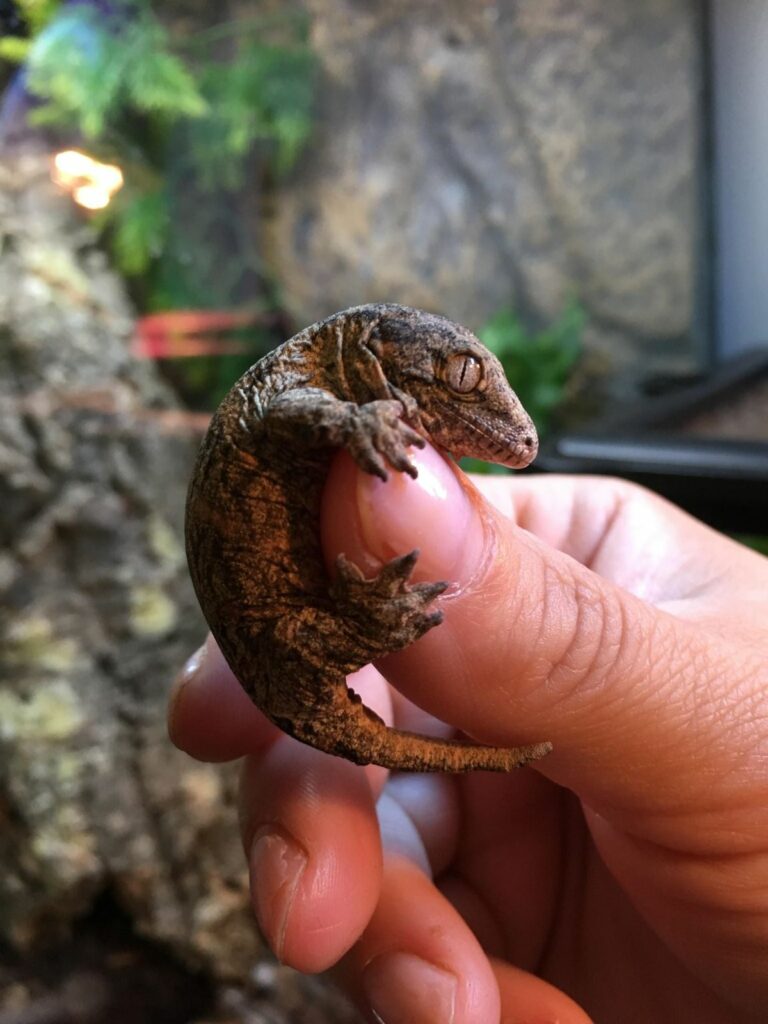 Handling a Leachie Gecko