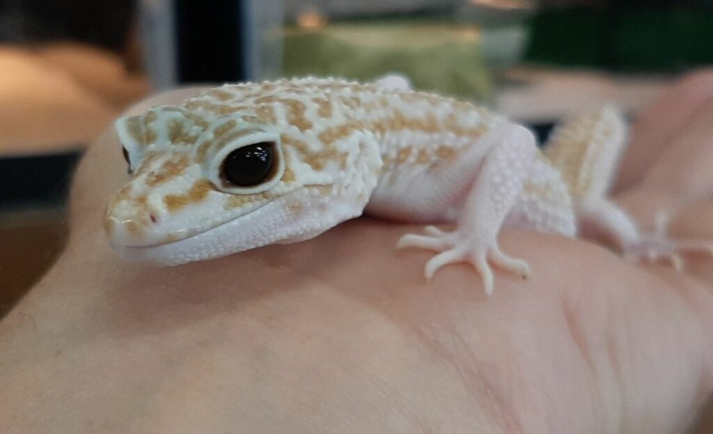 Handling an Albino Leopard Gecko