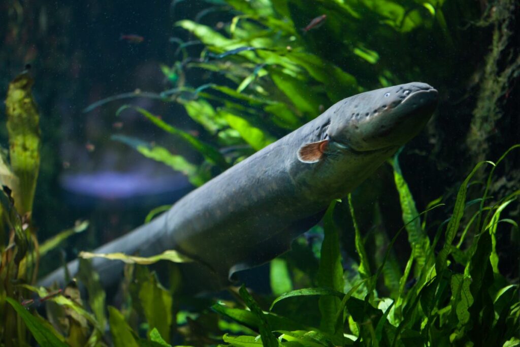 How Do Electric Eels Work