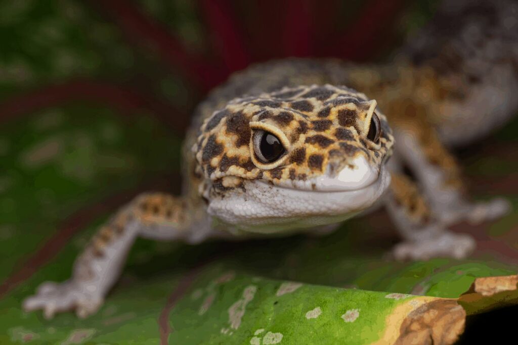 How Long Do Geckos Live