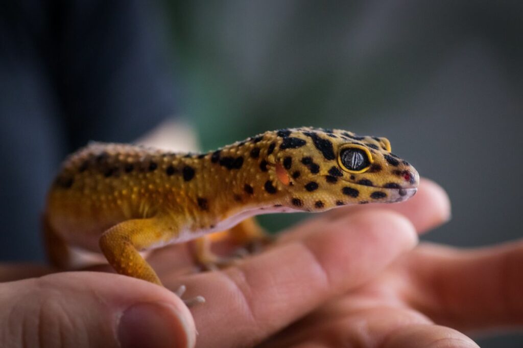 How Old is My Leopard Gecko