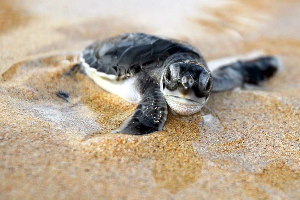 How To Care For A Baby Turtle