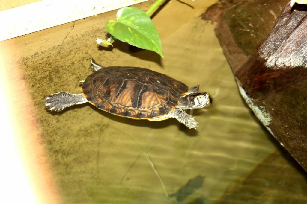 How To Care For A Diamondback Terrapin 