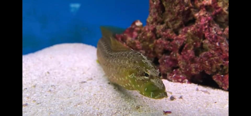 How To Care For  A Green Wolf Eel