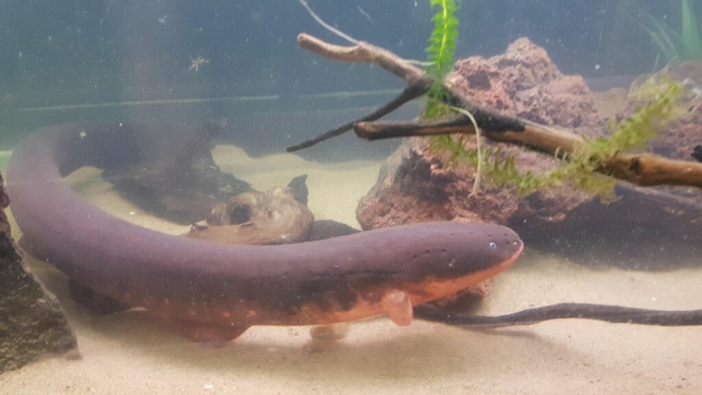 How To Care For An Electric Eel