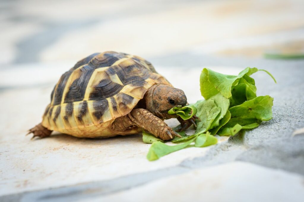 How To Feed Baby Turtles