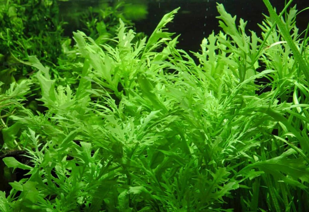 Hygrophila difformis