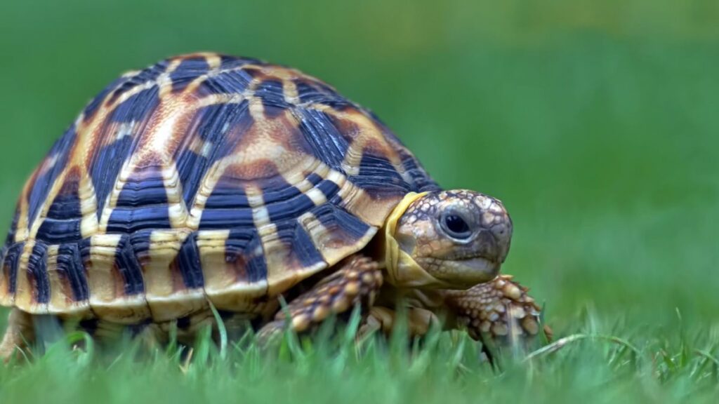 Indian Star Tortoise