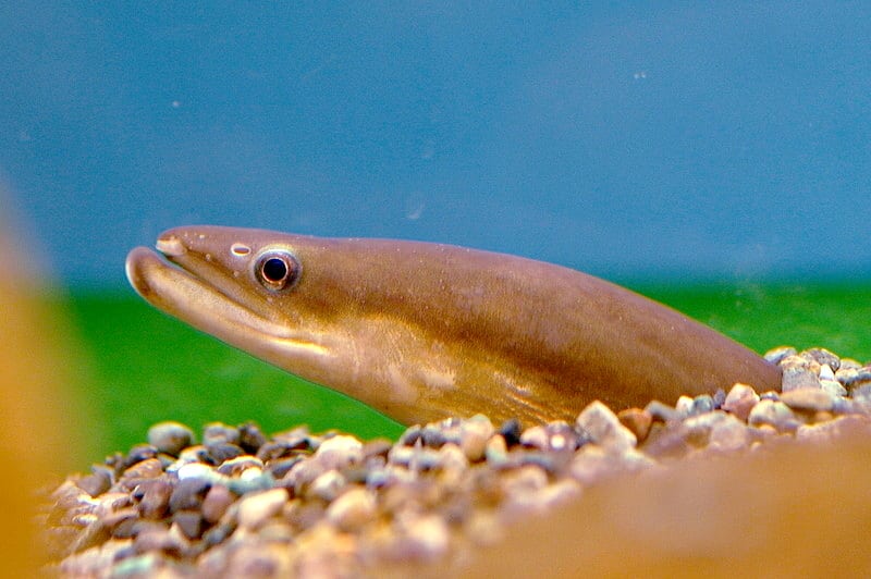 Japanese Eels Are Endangered