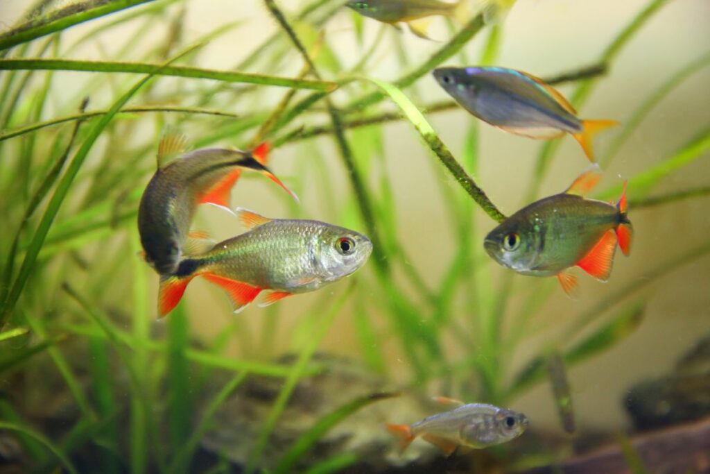 Keeping and Breeding the Buenos Aires Tetra
