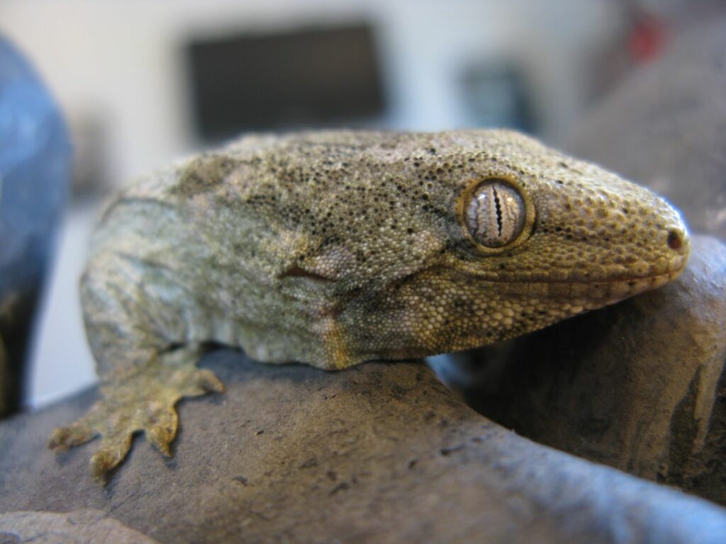 Leachie Gecko Enclosure