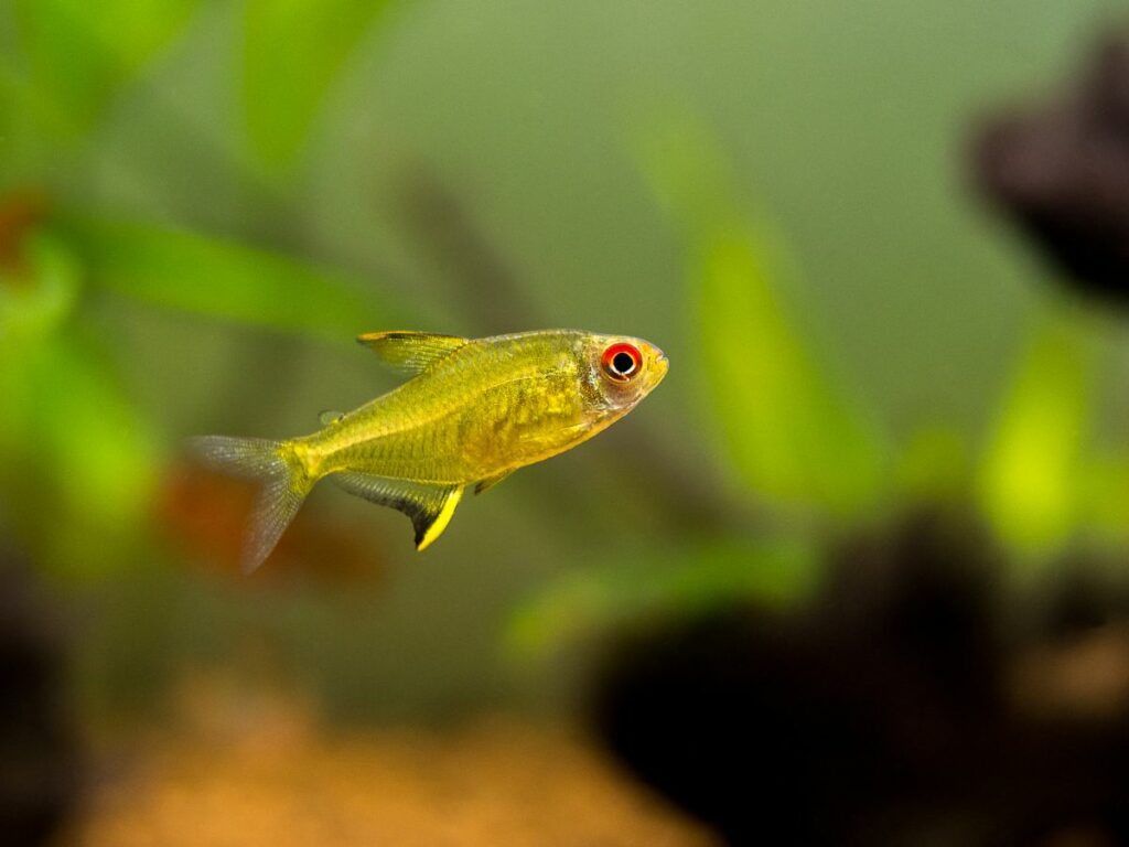 Lemon Tetra Care: Tank Size, Feeding, and Breeding Behavior