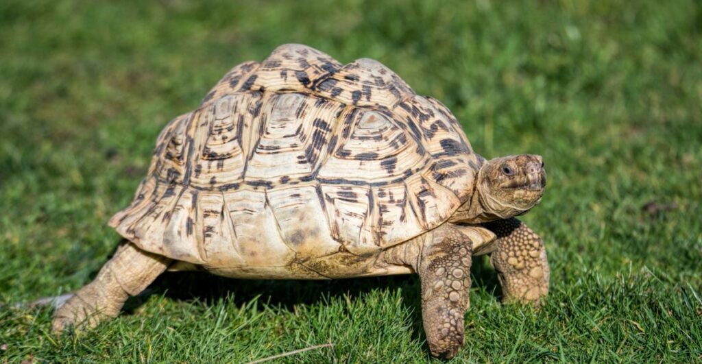 Leopard Tortoise