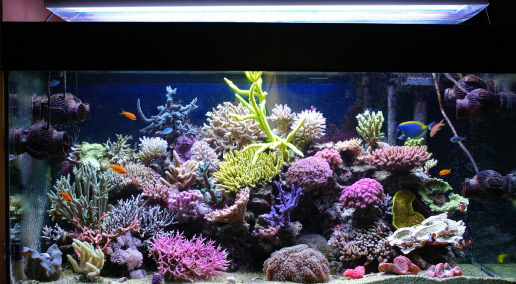 Marine Coral Reef Tank