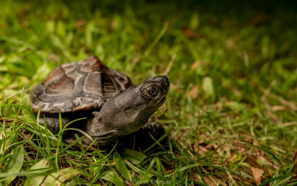 Mauremys reevesii